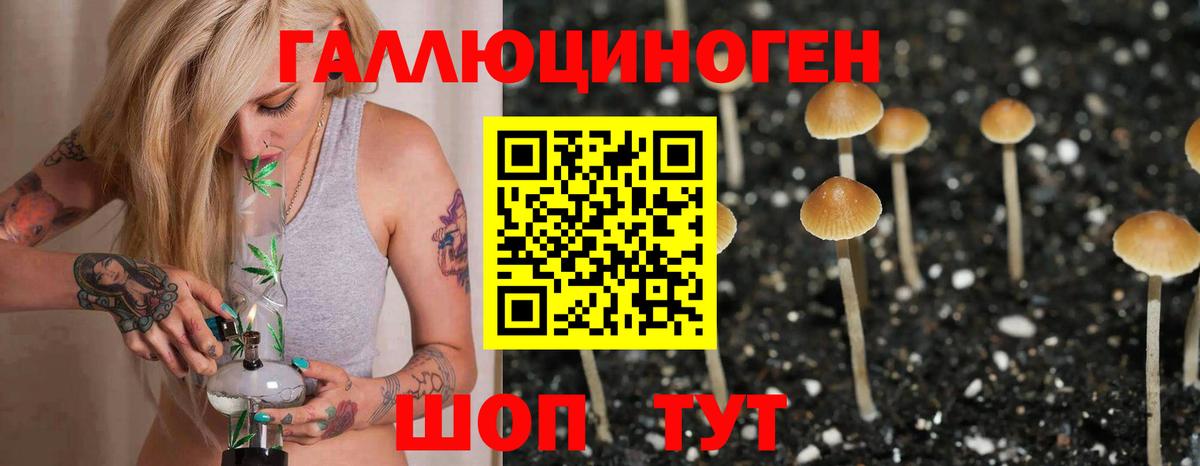 Псилоцибиновые грибы Psilocybe Белореченск